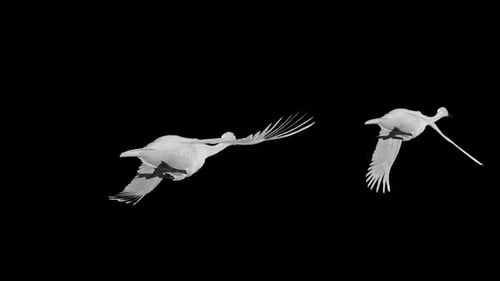 2 White Swans - Two Wild Waterfowl Birds - Flying Transition III - Low Angle - Alpha Channel - 4K