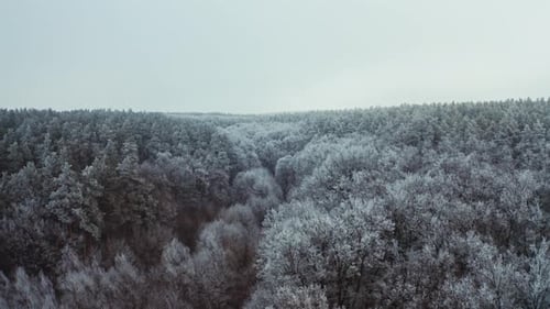 Bosque cubierto de nieve en invierno. Vista desde arriba de hermosos árboles cubiertos de nieve blanca.