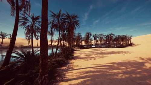 Realistic Desert Oasis Fly-Through with Palm Trees