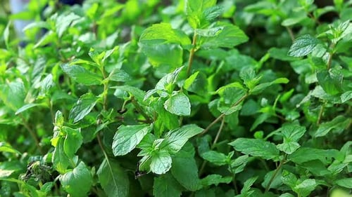 Mint plant. Close up lush green fresh mint plant foliage background in the organic home garden.