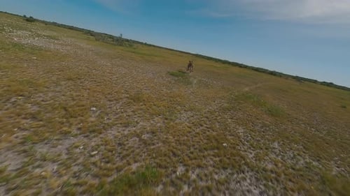 Lioness Runs Across the Field