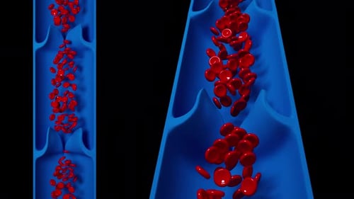 3D Red Blood Cells Flowing in Vein Animation Medical Science