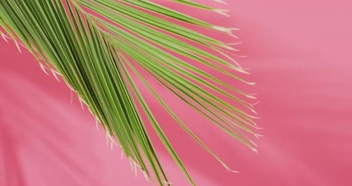 Green palm leaf and shadow on pink background with copy space