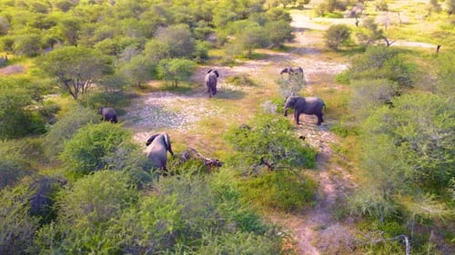 Aerial View Of Elephants Feeding In The Wilderness Of Kruger National Park, South Africa.