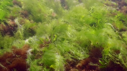 Rock reef covered with Cladophora algae, Slow motion