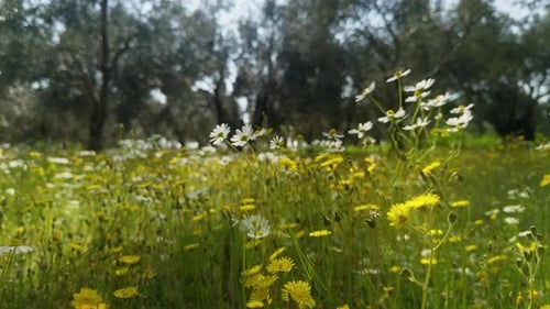 White Chamomile Daisy Flowers In Windy Day In Sunny Spring Meadow 4