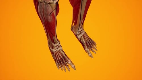 3D Human Leg and Foot Anatomy Medical Visualization
