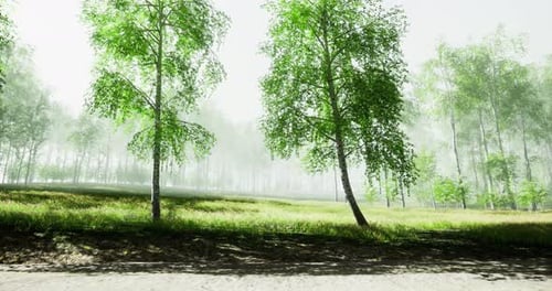 Misty Forest Landscape with Lush Green Trees and Soft Sunlight
