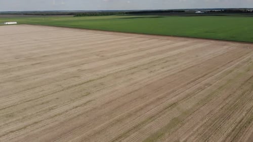 green barley and wheat fields aerial view
