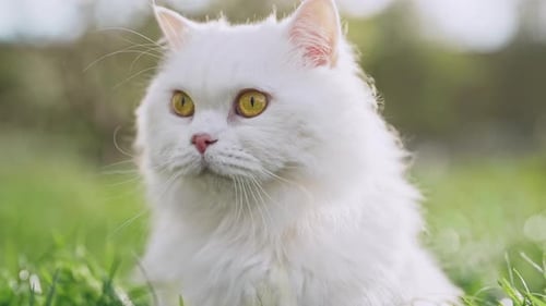 White Highland Straight Fluffy Cat Green Lawn backgroundDomestic Kitty on Walk