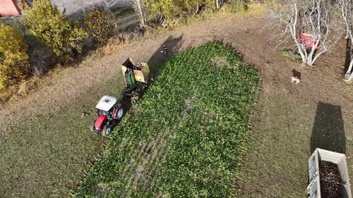 Beet Harvesting