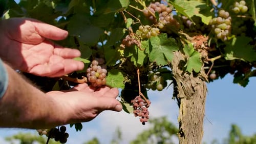 Hands Of Farmer Checking Grapes From Vines - close up