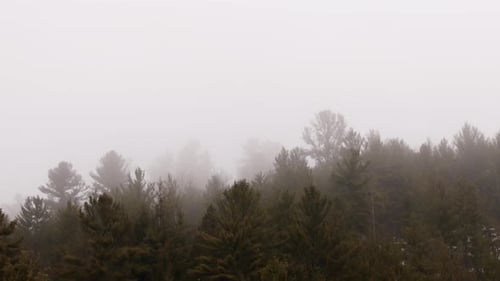 Nebelige Wald-Silhouetten