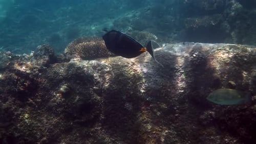 Underwater Video Showcasing Tropical Fish in a Coral Garden Seascape