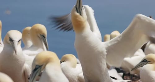 Erleben Sie die bezaubernde Welt der Basstölpel, während sie ihr natürliches Verhalten in Sekunden zeigen