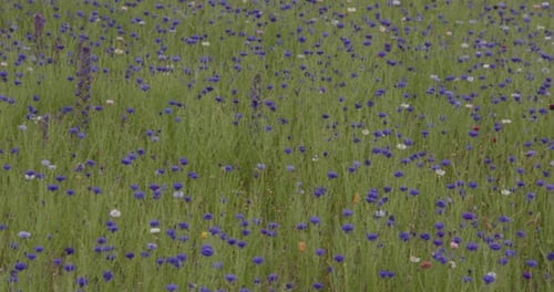 Plan panoramique panoramique de gauche à droite de bleuets bleus dans l'herbe.
