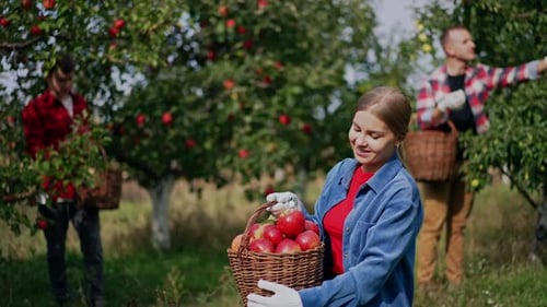 Woman in blue shirt holds a full basket of beautiful red ripe apples picked in the garden.