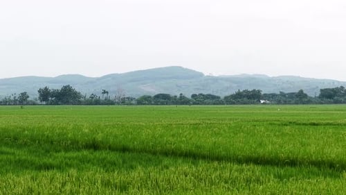 Beautiful Lush Green Rice Fields Under A Scenic Mountain Range