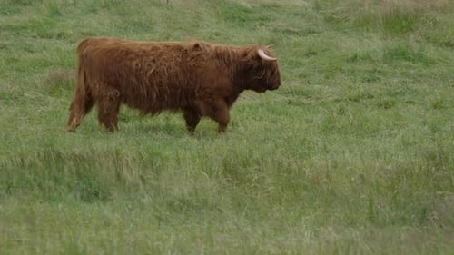 Highland cattle grazes in green pasture during the day