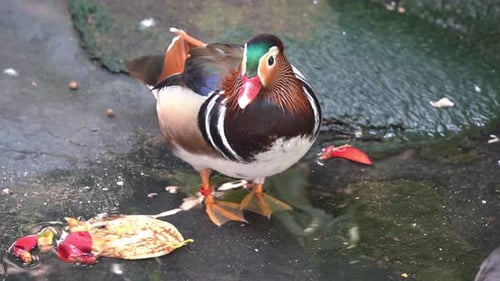 Aquatische Mandarinenente, Aix Galericulata mit atemberaubendem bunten, schillerndem Gefieder, stehend