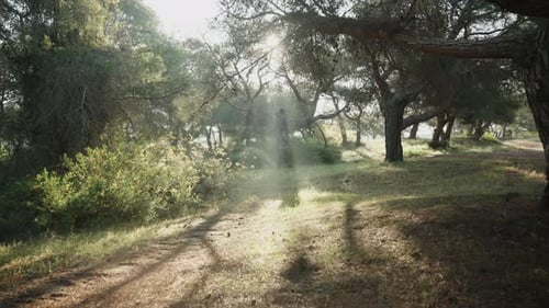 A panoramic shot of a pine forest, with morning sunbeams shining through the tree branches.