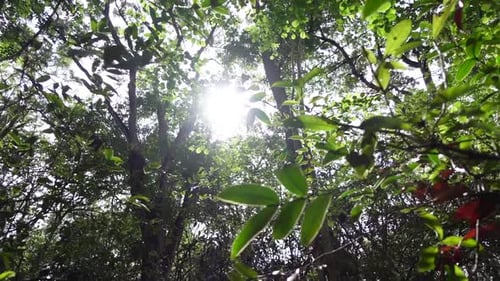 Bottom up view of green foliage of trees with sunbeam