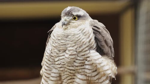 The hawk fluffed, frozen on a rainy autumn day.