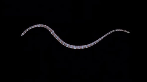 Bucle con vista desde arriba de Sea Snake