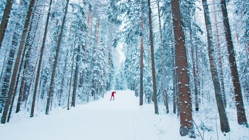 Cross country ski. Young fit man in red ski suit skiing in the winter forest
