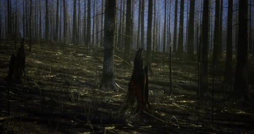 Eerie Quiet of a Burned Forest with Charred Trees and Shadows at Dusk