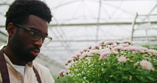 Young adult Man inspects potted Flowers in Greenhouse