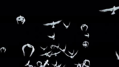 Colombe blanche gracieuse volant sur un Alpha 4K transparent