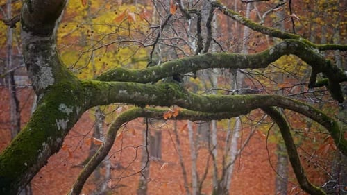 2K - Herbst