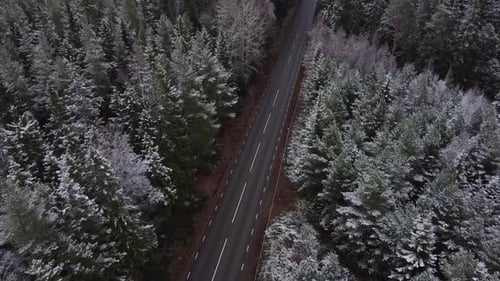 car passing by on a road while drone is tilting. cinematic shot of a forest, road, car.