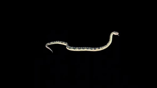 Realistic Snake Crawling Animation