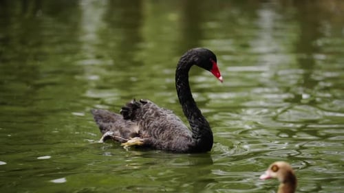Zeitlupe eines schwarzen Schwans, der in einem Teich schwimmt