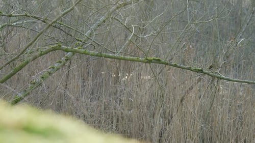 Moss-covered tree branch with peaceful nature background in a serene forest