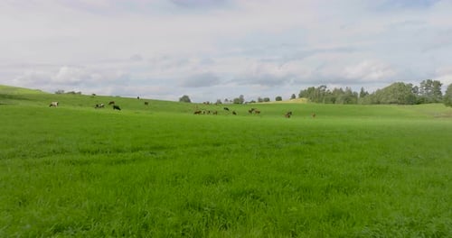 Domestic Cattle Herd Grazing On Pasture With Green Grass At Daylight. - aerial forward