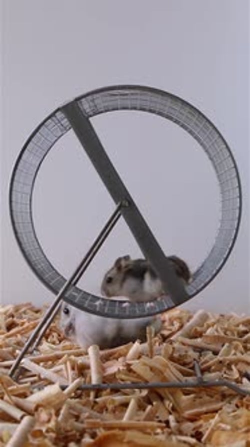 Hamsters Interacting With Hamster Wheel on Wood Shavings