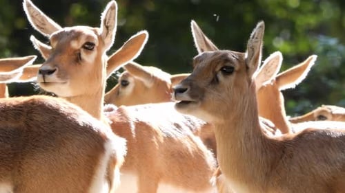 Close Up of A Flock of Persian Gazelles or Gazella Subgutturoza Standing in a Slightly Forested Area