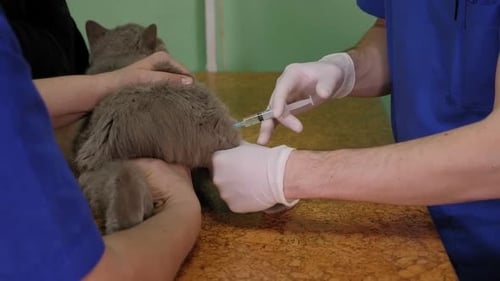 Veterinarian Giving Injection to Large Fluffy Gray Cat