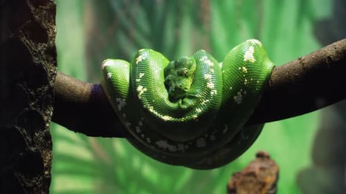 Serpiente verde acurrucada en una rama del zoológico - de cerca