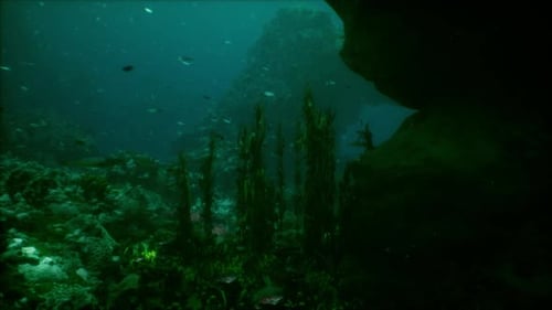Shallow Ocean Floor with Coral Reef and Fish