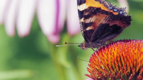 Extreme close up macro shot of orange Small tortoiseshell butterfly collecting nectar from purple co