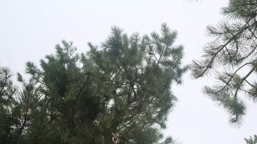 Pine surrounded by fog, tree silhouette. Foggy morning. Coniferous trees in the mountains