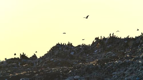 Große Müll- und Müllhalde voller Vögel und Tiere. Kontaminierte Erde