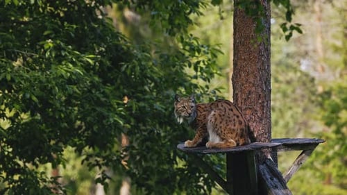 Eurasischer Luchs sitzt auf einer Plattform auf einem Baumstamm und starrt um. slowmotion