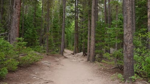 Dense Forest Woodland Scene With Towering Trees And Calm Untouched Nature