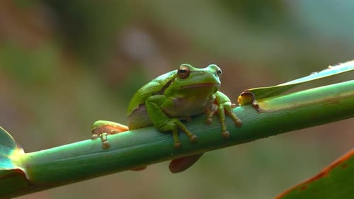 Waldfrosch 4K