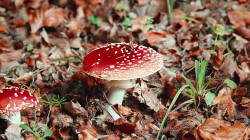 Poisonous Red Mushroom in Park in Calabria Italy